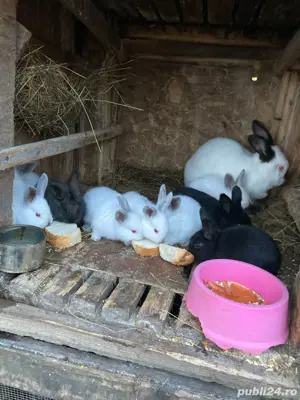 vand urgent iepurasi din mama tatuata