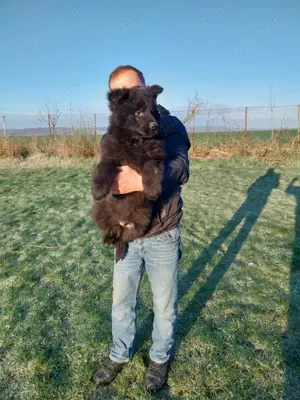 vand pui Ciobanesc German   - imagine 3