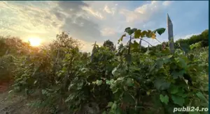 Vand teren 10 arii cu vie intravilan în Cicârlău 15km de Baia Mare - imagine 4