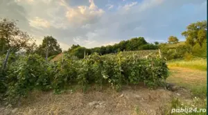 Vand teren 10 arii cu vie intravilan în Cicârlău 15km de Baia Mare - imagine 3