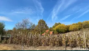 Vand teren 10 arii cu vie intravilan în Cicârlău 15km de Baia Mare - imagine 5