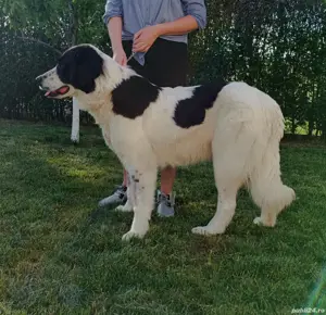 Femela Ciobanesc de Bucovina 