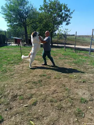 Mascul Ciobanesc de Bucovina  - imagine 2