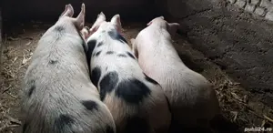 Porci de carne - imagine 4