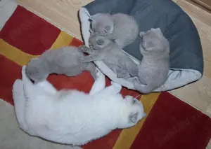 Pui British Shorthair Lilac - imagine 3 Pui British Shorthair Lilac - imagine 3