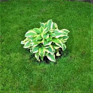 Întreținere lunară spații verzi, grădini, gazon, pomi fructiferi, plante ornamentale 