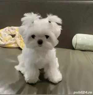 catelusa bichon maltez alba pufoasa