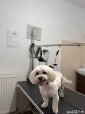 tuns caini - coafor canin - imagine 3