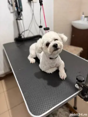 tuns caini - coafor canin - imagine 4