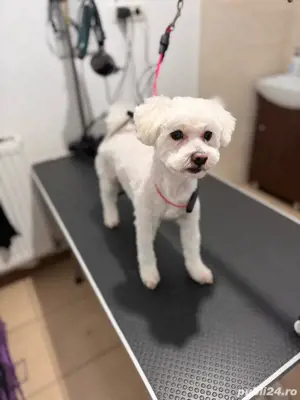 tuns caini - coafor canin