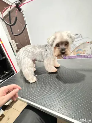 tuns caini - coafor canin - imagine 5