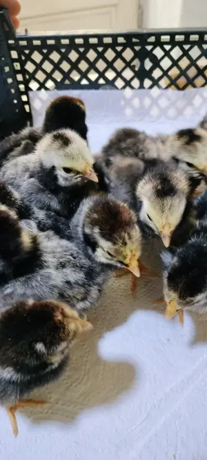 Vand Pui gaina Wyandotte argintiu