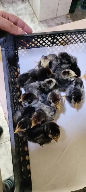 Vand Pui gaina Wyandotte argintiu - imagine 2