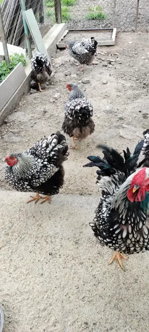 Vand Pui gaina Wyandotte argintiu - imagine 3