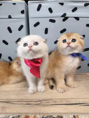 Scottish fold golden ny12