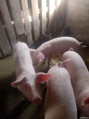 De vanzare - imagine 2