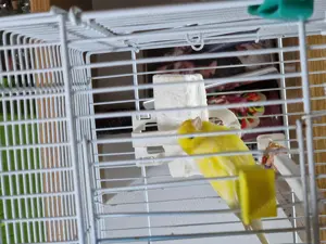 De vânzare canari  - imagine 2