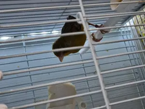 De vânzare canari  - imagine 5