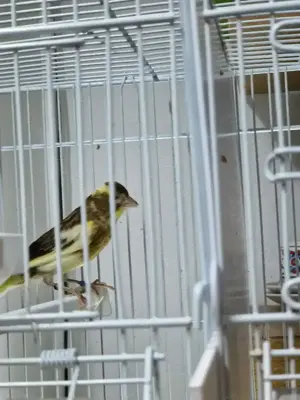 De vânzare canari  - imagine 3
