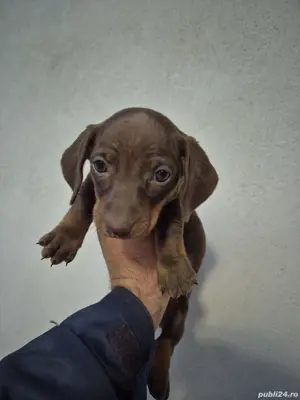 Teckel Ciocolatiu fete - imagine 3