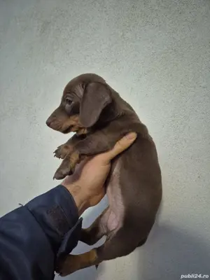 Teckel Ciocolatiu fete - imagine 5