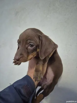 Teckel Ciocolatiu fete - imagine 2