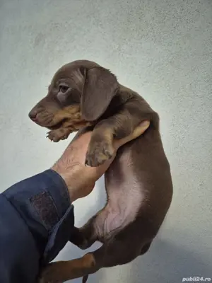 Teckel Ciocolatiu fete - imagine 4