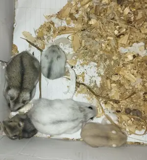 Vand hamsteri  - imagine 3 Vand hamsteri  - imagine 3