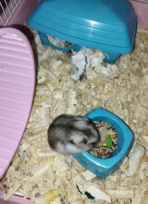 Vand hamsteri  - imagine 2 Vand hamsteri  - imagine 2