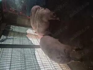 Carcasa de porc în Bucuresti,Ilfov ,Prahova