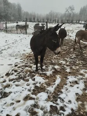 Vând lapte de măgăriță  - imagine 3