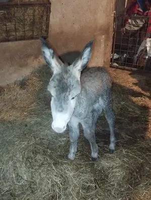 Vând lapte de măgăriță  - imagine 2