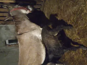 Vând lapte de măgăriță  - imagine 5