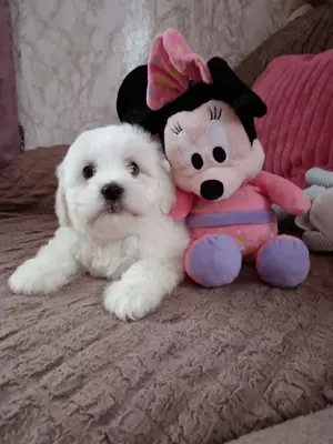 Băieței și fetițe bichon maltez 