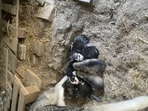 Vând pui de husky - imagine 2