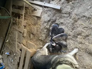 Vând pui de husky - imagine 3