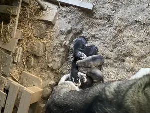 Vând pui de husky - imagine 4