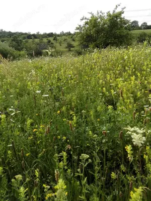 teren de vanzare - imagine 4