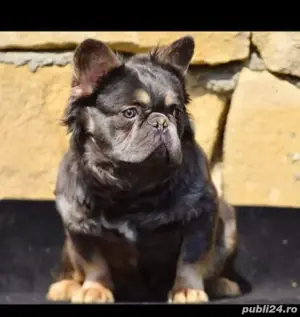 Bulldog francez mascul 