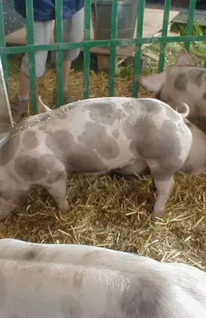 Porci pietran de vanzare