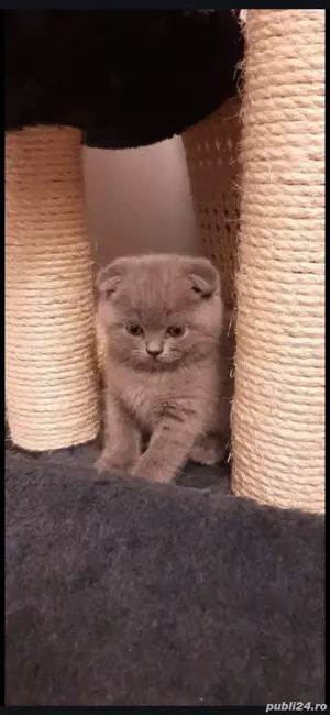Scottish fold