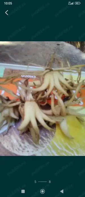 Dactiloriza maculatta,Sculătoare