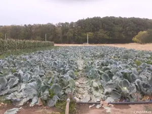 vand teren Alunis Magurele