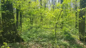 200E mp OCAZIE unică de INVESTIȚIE teren  ! Transformă DEPOZITUL BANCAR în proprietate exclusivistă! - imagine 9