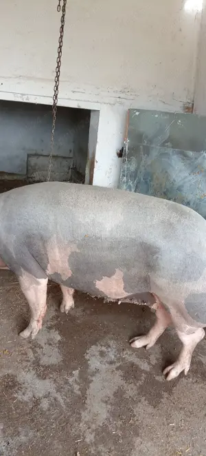 Porci, purcei