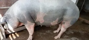 Porci, purcei - imagine 3