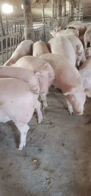 Scrofițe și șoldani de carne 