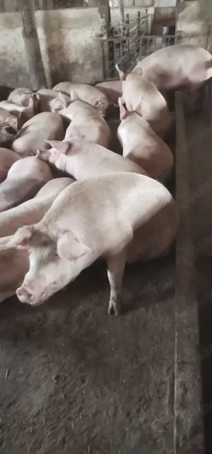 Scrofițe și șoldani de carne  - imagine 4