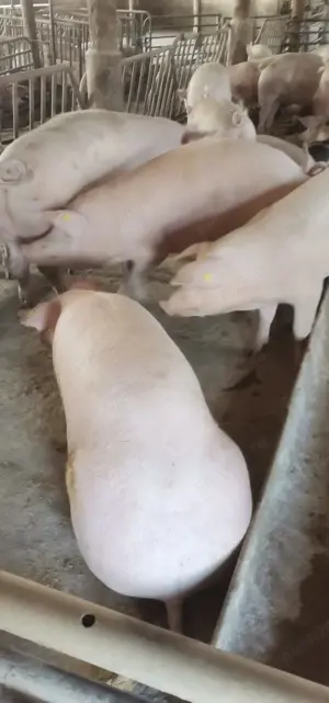 Scrofițe și șoldani de carne  - imagine 3