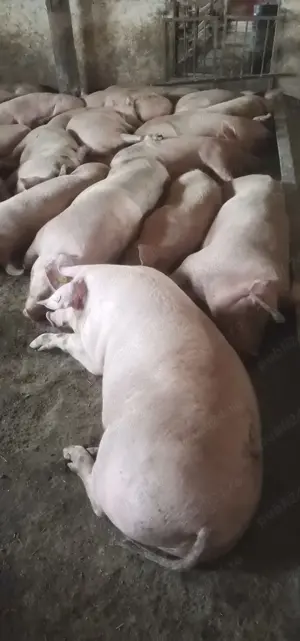 Scrofițe și șoldani de carne  - imagine 2